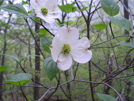 thru-hike '05 050