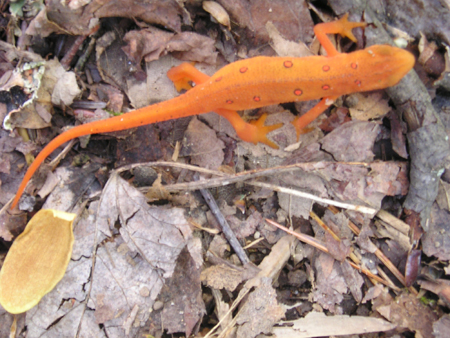thru-hike '05 065