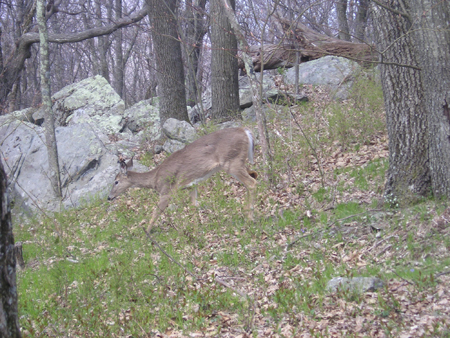 thru-hike '05 077