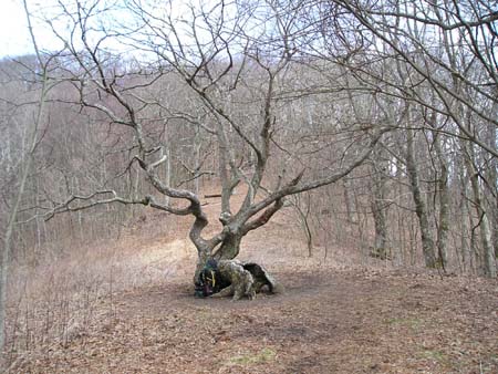 thru-hike '05 049