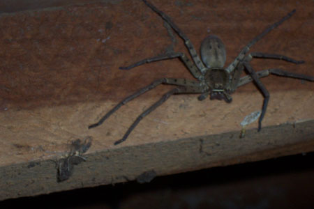 Danny Tanton's SMI pics 062