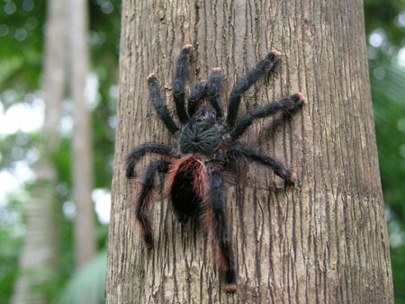 Dusty's SMI shots 240